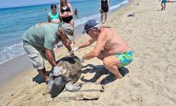 Aydın'da iki Caretta caretta ölü olarak sahile vurdu