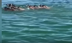 Ilısu Barajı'nda domuz sürüsü görüntülendi
