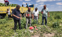 Karpuz üreticisi: “Çiftçiliğin sürdürebilir bir tarafı kalmamış”