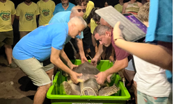 Marmaris'te tedavisi tamamlanan deniz kaplumbağası Kaan-19 denizle buluştu