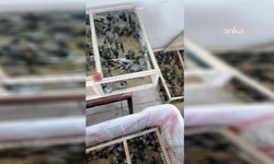 Yasa dışı çıkarılmak istenen 350 saka kuşuna el konuldu