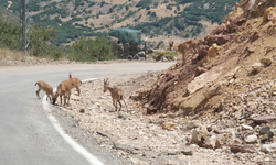 Dağ keçileri tuz ihtiyacı için yola indi