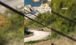 Aç kalan ayıların yiyecek arama anları böyle görüntülendi