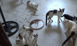 Çöp ev diye gittiler, kedi evi çıktı
