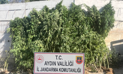 Efeler’de evine kenevir eken şahıs tutuklandı