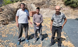 Nazilli’de incir üreticisi tepkili!