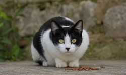 Kısırlaştırılmış Kediye Hangi Mama Verilir?