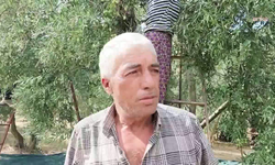 Zeytin üreticisi dertli: Maliyetler artıyor, zeytin fiyatı düşüyor
