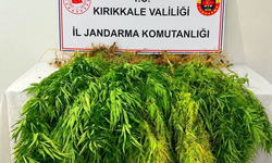 Mısır tarlasına ekili 105 kök Hint kenevir ele geçirildi