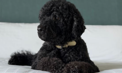 Obama ailesinin köpeği Sunny öldü
