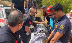 Nazilli’de ceviz ağacından düşen yaşlı adam yaralandı