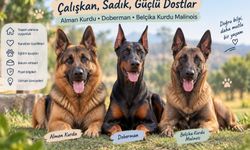Alman Kurdu, Doberman ve Belçika Kurdu Malinois Sahiplenme Rehberi 2026