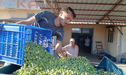 Zeytin üreticilerinden fiyatlara tepki: “Maliyetler katlandı, alım fiyatı düştü”