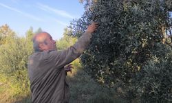 Zeytin üreticisi: "Yağ piyasası çok düşük, salamuralık hiç satamıyoruz"