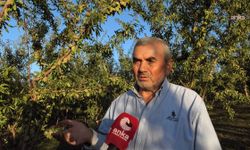 Gurbette kazandığıyla memleketini badem ağacıyla yeşertti