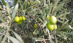 Aydın’da zeytin üreticisi isyanda!