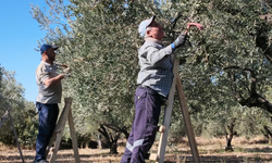 Soma’da zeytin hasadında geçim mücadelesi