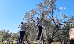 Aydın'da zeytin üreticisinin isyanı: "Çiftçi olarak bittik"