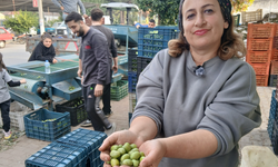 Aydınlı zeytin tüccarından zeytin fiyatlarına tepki