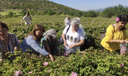 Isparta'da gülün kilo fiyatı 95 liraya yükseldi