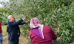 Vali Varol'dan Kadın Çiftçilere Anlamlı Destek: Aydın'da Zeytin Hasadı Başladı!