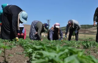 Mevsimlik tarım işçileriyle ilgili yeni düzenleme Resmi Gazete'de