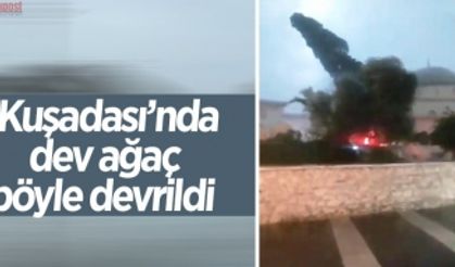 Kuşadası'nda dev ağaç böyle devrildi