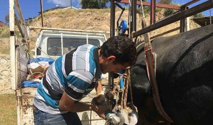 Aydın'da hayvan pedikürü ondan soruluyor