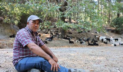 Aydın dağlarındaki kurtlar, keçi çobanlarının en büyük kabusu oldu