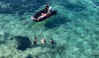 Ölü olarak bulunan caretta, dalgıçlar tarafından karaya çıkarıldı