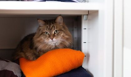 Kedilerin Depremleri Önceden Hissederek Geleceği Tahmin Ettiği İnanılmaz Gerçek!