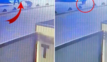 Kuşadası'nda Şok Olay: Emekli Astsubay Sokak Köpeğini Vurdu, O Anlar Kamerada