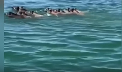 Ilısu Barajı'nda domuz sürüsü görüntülendi