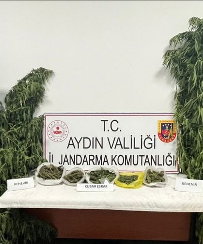 Kestane bahçesinde kenevir yetiştiren şüpheli yakalandı