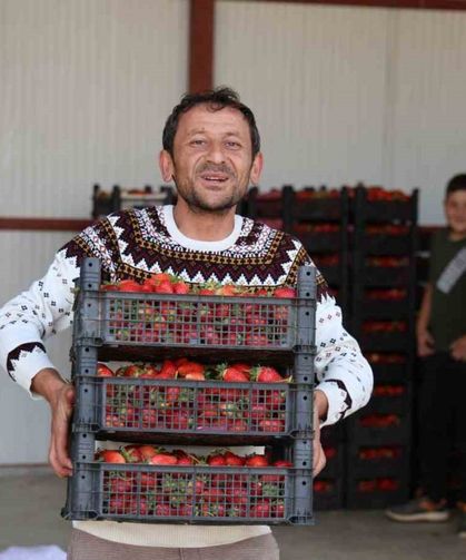 Eskiden barbunya üretim merkezi olan Ovacık yaylaları çileğe döndü