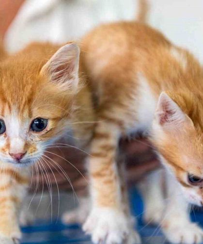 Kuşadası Belediyesi Veteriner İşleri Müdürlüğü’nden ‘mikroçip taktırın’ uyarısı