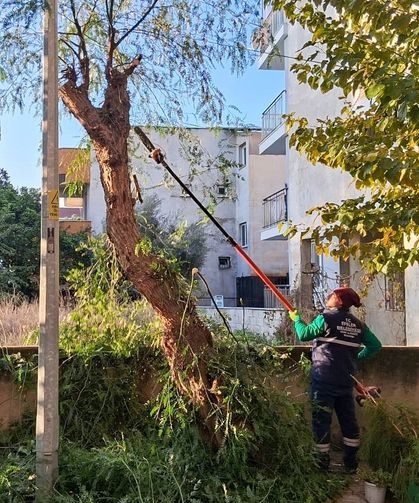 Efeler’i̇n yeşi̇l alanlarında budama ve bakım çalışmaları sürüyor