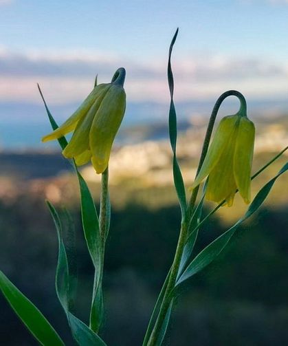 Ağlayan Gelinler çiçek açtı