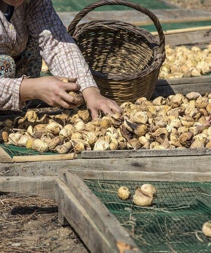 Nazilli'de incir üreticileri bilinçleniyor