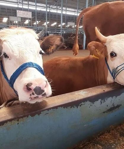 Nazilli'de şap hastalığı söndü, kısıtlama kaldırıldı