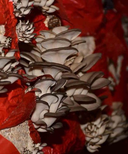 Sultanhisar'da mantar yetiştiriciliği kursu açılıyor