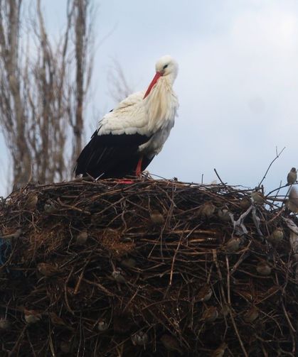Yılın ilk leylekleri gelmeye başladı, ilk gören 1 çuval unu kaptı