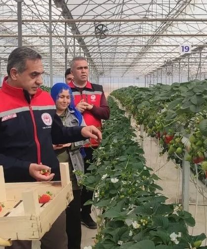 Aydın'da çilek hasadı başladı