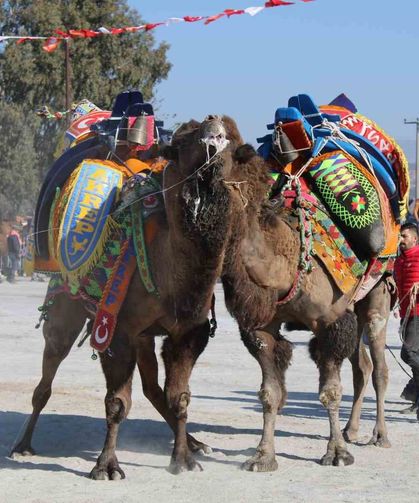 Deve güreşi takvimi belli oldu