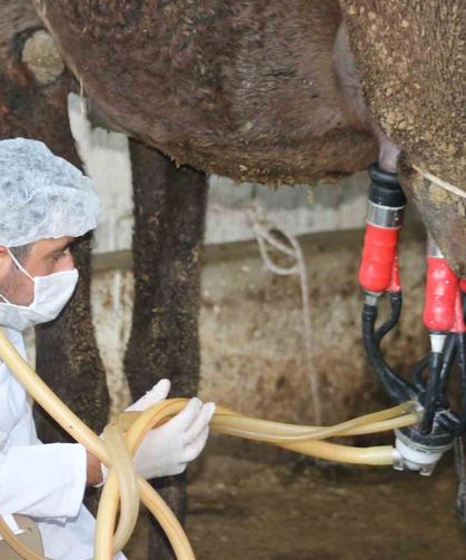 Deve sütü gıda teknolojisine giriyor