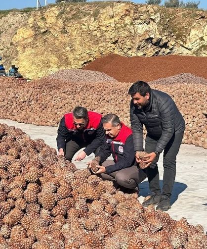 Koçarlı'da Çam Fıstığı işleme tesisindeki çalışmalar yerinde incelendi
