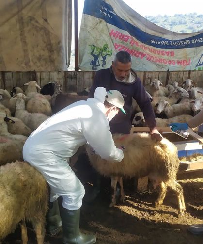 Koçarlı'da küçükbaş hayvanlar aşılandı