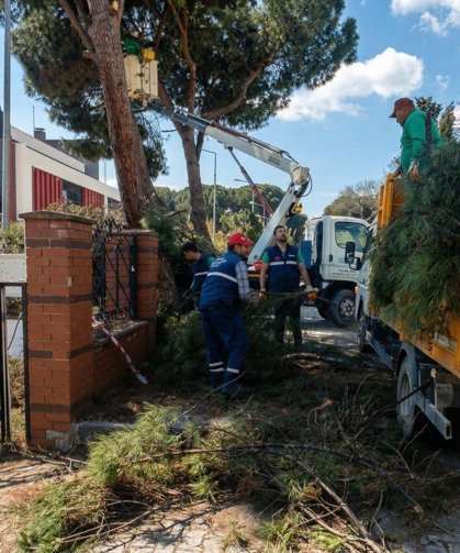 Efeler'de yüksek çam ağaçları bakıma alındı