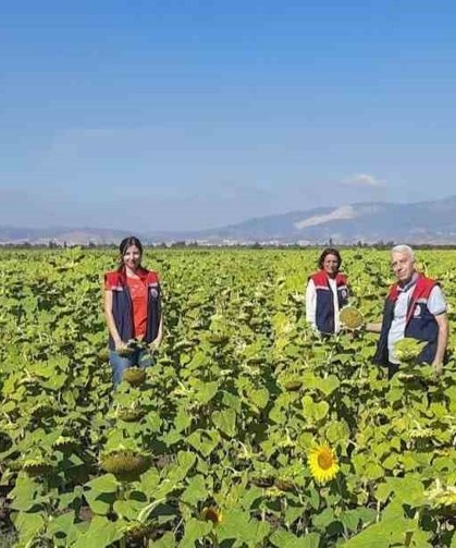 Ayçiçeğinde tohum desteği başladı