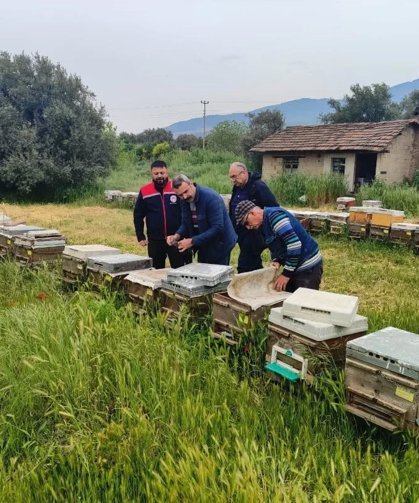 Aydın'da ana arı üretim kovanları denetlendi
